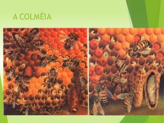 A COLMÉIA
 