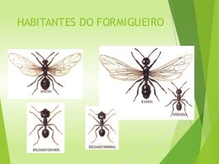 HABITANTES DO FORMIGUEIRO
 