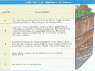 COLÔNIAS
Relações harmônicas intra-específicas - indivíduos ligados
fisicamente entre si corais, esponjas, bactérias, etc.
Caravelas - Physalia
Zoantídeo - Palythoa, Abrolhos - BA
 