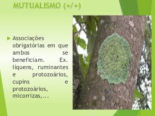 MUTUALISMO (+/+)
 Associações
obrigatórias em que
ambos se
beneficiam. Ex.
líquens, ruminantes
e protozoários,
cupins e
protozoários,
micorrizas,...
 