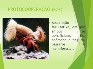 PROTOCOOPERAÇÃO (+/+)
 Associação
facultativa, em que
ambos se
beneficiam. Ex.
anêmona e paguro,
pássaros e
mamíferos,...
 