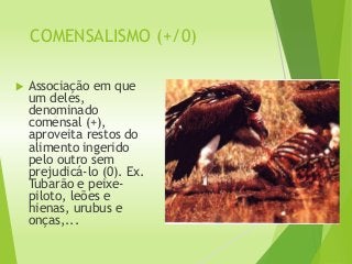 COMENSALISMO (+/0)
 Associação em que
um deles,
denominado
comensal (+),
aproveita restos do
alimento ingerido
pelo outro sem
prejudicá-lo (0). Ex.
Tubarão e peixe-
piloto, leões e
hienas, urubus e
onças,...
 