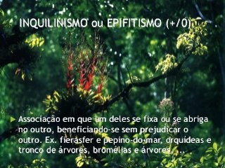 INQUILINISMO ou EPIFITISMO (+/0)
 Associação em que um deles se fixa ou se abriga
no outro, beneficiando-se sem prejudicar o
outro. Ex. fierasfer e pepino-do-mar, orquídeas e
tronco de árvores, bromélias e árvores, ...
 