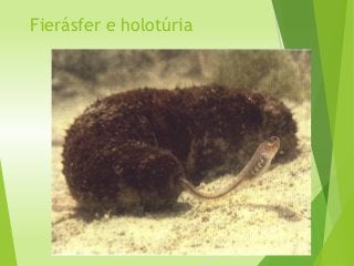 Fierásfer e holotúria
 