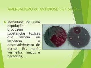 AMENSALISMO ou ANTIBIOSE (+/- ou 0/-)
 Indivíduos de uma
população
produzem
substâncias tóxicas
que inibem ou
impedem o
desenvolvimento de
outras. Ex. maré-
vermelha, fungos e
bactérias,...
 
