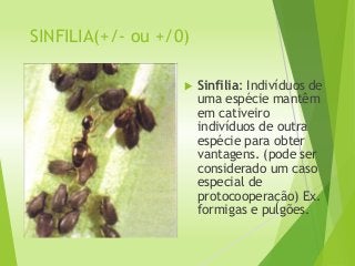SINFILIA(+/- ou +/0)
 Sinfilia: Indivíduos de
uma espécie mantêm
em cativeiro
indivíduos de outra
espécie para obter
vantagens. (pode ser
considerado um caso
especial de
protocooperação) Ex.
formigas e pulgões.
 