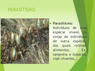 PARASITISMO
 Parasitismo:
Indivíduos de uma
espécie vivem no
corpo de indivíduos
de outra espécie,
dos quais retiram
alimentos. Ex.
lampréia e tubarão,
cipó-chumbo,...
 