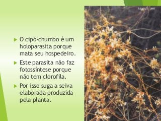  O cipó-chumbo é um
holoparasita porque
mata seu hospedeiro.
 Este parasita não faz
fotossíntese porque
não tem clorofila.
 Por isso suga a seiva
elaborada produzida
pela planta.
 