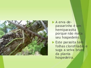  A erva-de-
passarinho é um
hemiparasita
porque não mata
seu hospedeiro.
 Este parasita tem
folhas clorofiladas e
suga a seiva bruta
da planta
hospedeira.
 