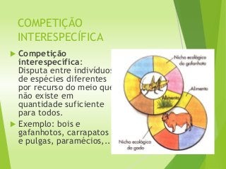 COMPETIÇÃO
INTERESPECÍFICA
 Competição
interespecífica:
Disputa entre indivíduos
de espécies diferentes
por recurso do meio que
não existe em
quantidade suficiente
para todos.
 Exemplo: bois e
gafanhotos, carrapatos
e pulgas, paramécios,...
 
