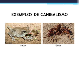 EXEMPLOS DE CANIBALISMO
Grilos
Sapos
 