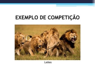EXEMPLO DE COMPETIÇÃO
Leões
 