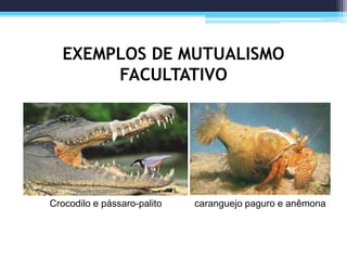 EXEMPLOS DE MUTUALISMO
FACULTATIVO
Crocodilo e pássaro-palito caranguejo paguro e anêmona
 