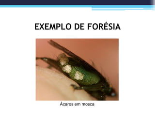 EXEMPLO DE FORÉSIA
Ácaros em mosca
 