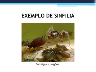 EXEMPLO DE SINFILIA
Formigas e pulgões
 