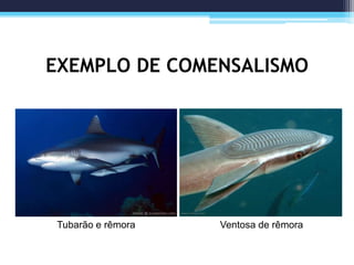 EXEMPLO DE COMENSALISMO
Tubarão e rêmora Ventosa de rêmora
 