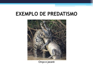 EXEMPLO DE PREDATISMO
Onça e jacaré
 