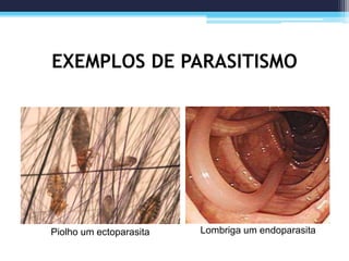 EXEMPLOS DE PARASITISMO
Piolho um ectoparasita Lombriga um endoparasita
 