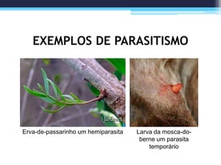 EXEMPLOS DE PARASITISMO
Erva-de-passarinho um hemiparasita Larva da mosca-do-
berne um parasita
temporário
 