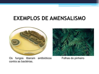 EXEMPLOS DE AMENSALISMO
Os fungos liberam antibióticos
contra as bactérias.
Folhas do pinheiro
 