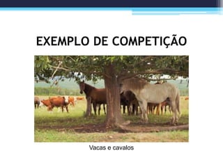 EXEMPLO DE COMPETIÇÃO
Vacas e cavalos
 