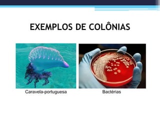 EXEMPLOS DE COLÔNIAS
Caravela-portuguesa Bactérias
 