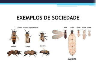 EXEMPLOS DE SOCIEDADE
Cupins
 