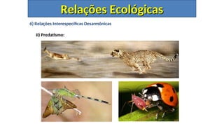 6) Relações Interespecíficas Desarmônicas
II) Predatismo:
Relações Ecológicas
Relações Ecológicas
 