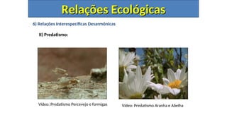6) Relações Interespecíficas Desarmônicas
II) Predatismo:
Relações Ecológicas
Relações Ecológicas
Vídeo: Predatismo Percevejo e formigas Vídeo: Predatismo Aranha e Abelha
 