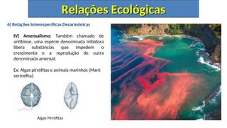 6) Relações Interespecíficas Desarmônicas
IV) Amensalismo: Também chamado de
antibiose, uma espécie denominada inibidora
libera substâncias que impedem o
crescimento e a reprodução de outra
denominada amensal.
Ex: Algas pirrófitas e animais marinhos (Maré
vermelha).
Algas Pirrófitas
Relações Ecológicas
Relações Ecológicas
 