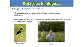 6) Relações Interespecíficas Desarmônicas
V) Esclavagismo: Uma espécie se beneficia do trabalho de outra.
Ex: Chupim.
Essa espécie de pássaro bota seus ovos no ninho de outras espécies, que passa
a chocá-los até a eclosão.
Relações Ecológicas
Relações Ecológicas
Pássaro Chupim
Vídeo
 