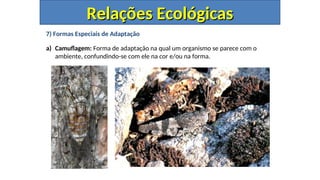 7) Formas Especiais de Adaptação
a) Camuflagem: Forma de adaptação na qual um organismo se parece com o
ambiente, confundindo-se com ele na cor e/ou na forma.
Relações Ecológicas
Relações Ecológicas
 