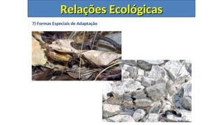 7) Formas Especiais de Adaptação
Relações Ecológicas
Relações Ecológicas
 