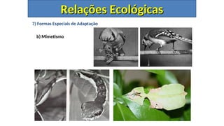 7) Formas Especiais de Adaptação
b) Mimetismo
Relações Ecológicas
Relações Ecológicas
 