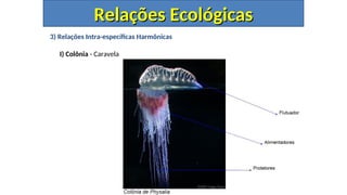 3) Relações Intra-específicas Harmônicas
I) Colônia - Caravela
Relações Ecológicas
Relações Ecológicas
 