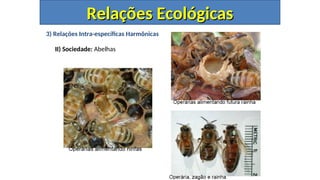 3) Relações Intra-específicas Harmônicas
II) Sociedade: Abelhas
Relações Ecológicas
Relações Ecológicas
 