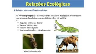 4) Relações Interespecíficas Harmônicas
II) Protocooperação: É a associação entre indivíduos de espécies diferentes em
que ambos se beneficiam, mas a existência não é obrigatória.
Ex:
o Paguro e anêmonas do mar
o Cervo e pássaro anu
o Pássaro palito e jacaré
o Insetos polinizadores e angiospermas
Relações Ecológicas
Relações Ecológicas
Vídeo Protocooperação
 