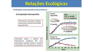 6) Relações Interespecíficas Desarmônicas
I) Competição Interespecífica
Relações Ecológicas
Paramécios cultivados isolados
apresentam elevada densidade
populacional
Cultivados juntos a espécie de
Paramecium caudatum tem sua
população reduzida devido à intensa
competição com Paramecium aurelia.
 