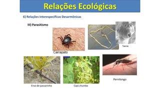 6) Relações Interespecíficas Desarmônicas
III) Parasitismo
Erva-de-passarinho Cipó chumbo
Pernilongo
Relações Ecológicas
 