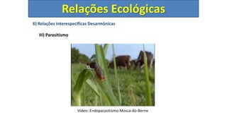 6) Relações Interespecíficas Desarmônicas
III) Parasitismo
Relações Ecológicas
Vídeo: Endoparasitismo Mosca-do-Berne
 