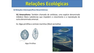 6) Relações Interespecíficas Desarmônicas
IV) Amensalismo: Também chamado de antibiose, uma espécie denominada
inibidora libera substâncias que impedem o crescimento e a reprodução de
outra denominada amensal.
Ex: Algas pirrófitas e animais marinhos (Maré vermelha).
Algas Pirrófitas
Relações Ecológicas
 