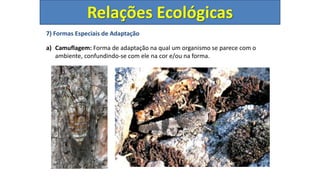 7) Formas Especiais de Adaptação
a) Camuflagem: Forma de adaptação na qual um organismo se parece com o
ambiente, confundindo-se com ele na cor e/ou na forma.
Relações Ecológicas
 