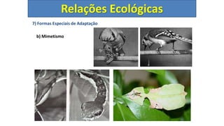7) Formas Especiais de Adaptação
b) Mimetismo
Relações Ecológicas
 