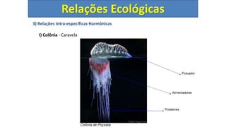 3) Relações Intra-específicas Harmônicas
I) Colônia - Caravela
Relações Ecológicas
 