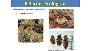 3) Relações Intra-específicas Harmônicas
II) Sociedade: Abelhas
Relações Ecológicas
 