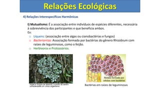 4) Relações Interespecíficas Harmônicas
I) Mutualismo: É a associação entre indivíduos de espécies diferentes, necessária
à sobrevivência dos participantes e que beneficia ambos.
Ex:
o Líquens: (associação entre algas ou cianobactérias e fungos)
o Bacteriorriza: Associação formada por bactérias do gênero Rhizobium com
raízes de leguminosas, como o feijão.
o Herbívoros e Protozoários.
Relações Ecológicas
Bactérias em raízes de leguminosas
 