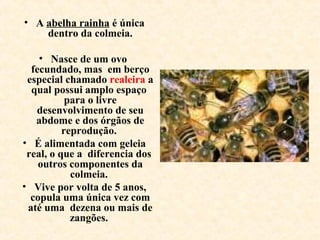 • A abelha rainha é única
dentro da colmeia.
• Nasce de um ovo
fecundado, mas em berço
especial chamado realeira a
qual possui amplo espaço
para o livre
desenvolvimento de seu
abdome e dos órgãos de
reprodução.
• É alimentada com geleia
real, o que a diferencia dos
outros componentes da
colmeia.
• Vive por volta de 5 anos,
copula uma única vez com
até uma dezena ou mais de
zangões.
 