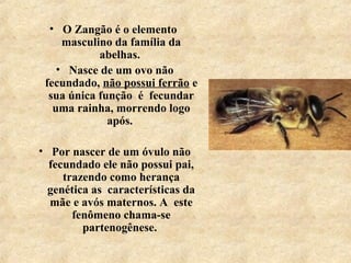 • O Zangão é o elemento  
masculino da família da 
abelhas. 
• Nasce de um ovo não 
fecundado, não possui ferrão e 
sua única função  é  fecundar 
uma rainha, morrendo logo 
após. 
• Por nascer de um óvulo não 
fecundado ele não possui pai, 
trazendo como herança 
genética as  características da 
mãe e avós maternos. A  este 
fenômeno chama-se 
partenogênese. 
 