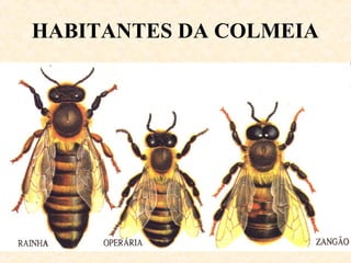 HABITANTES DA COLMEIA
 