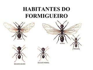 HABITANTES DO 
FORMIGUEIRO
 